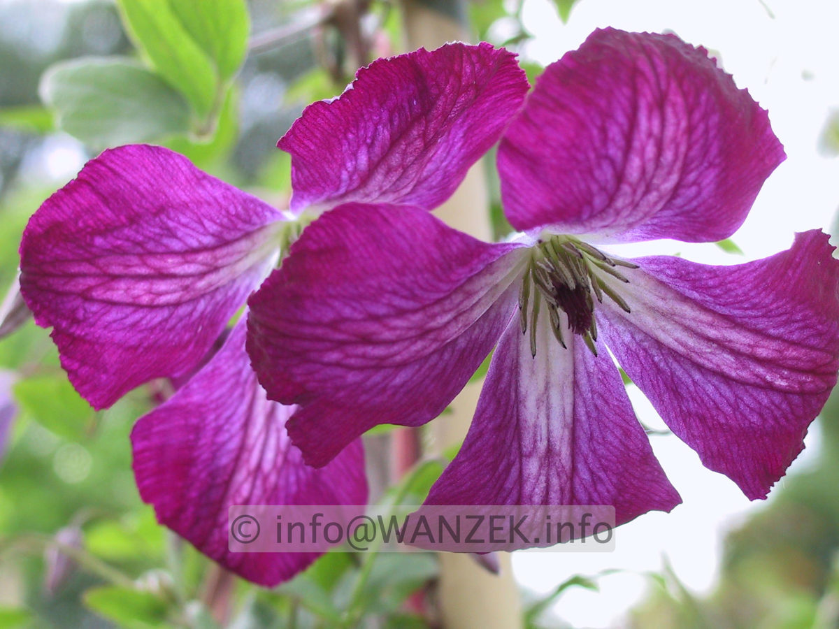 Clematis viticella Walenburg 2.JPG